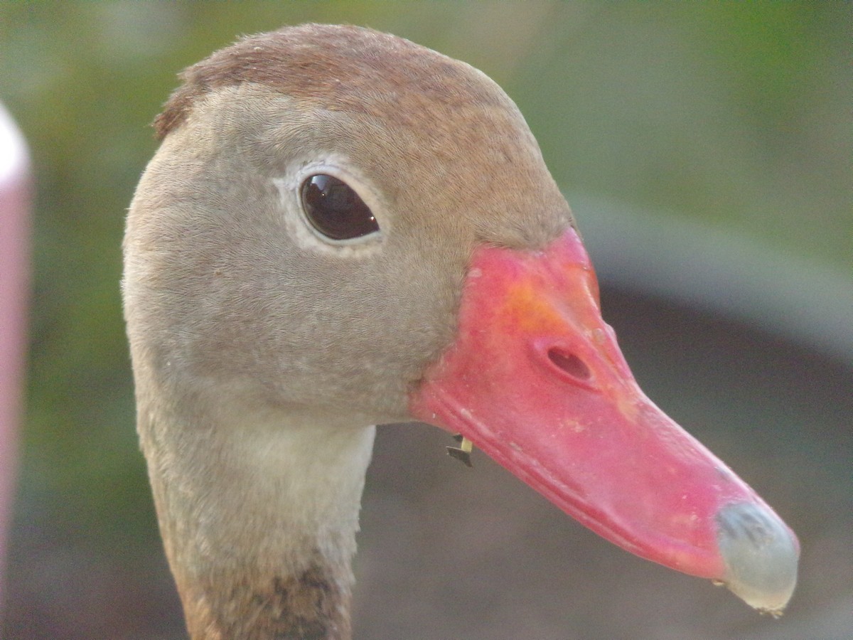 Black-bellied Whistling-Duck - ML620427700