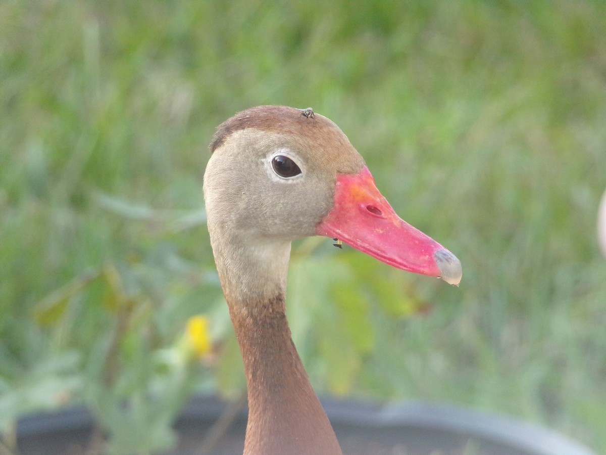 Black-bellied Whistling-Duck - ML620427701