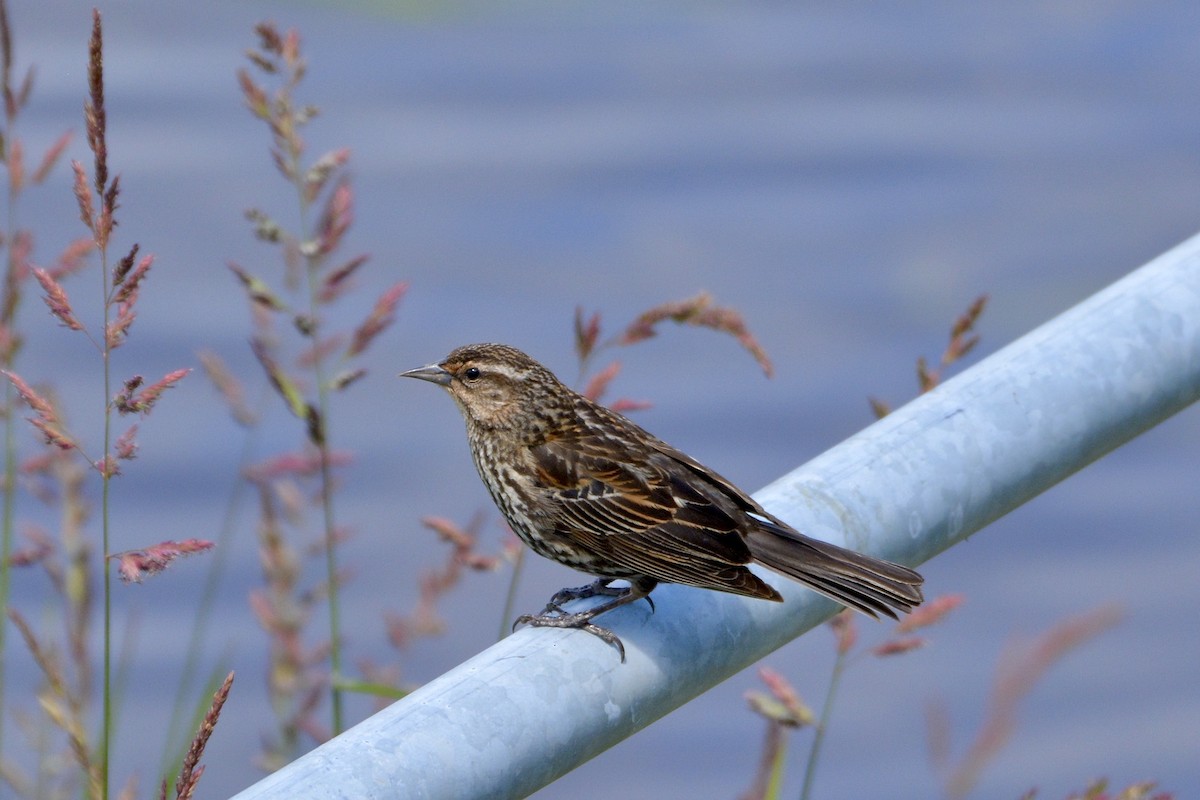 Red-winged Blackbird - ML620427704