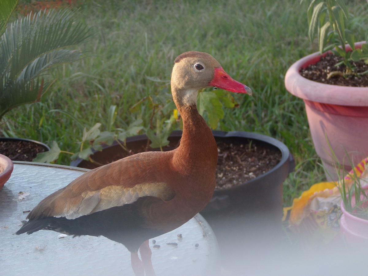 Black-bellied Whistling-Duck - ML620427705