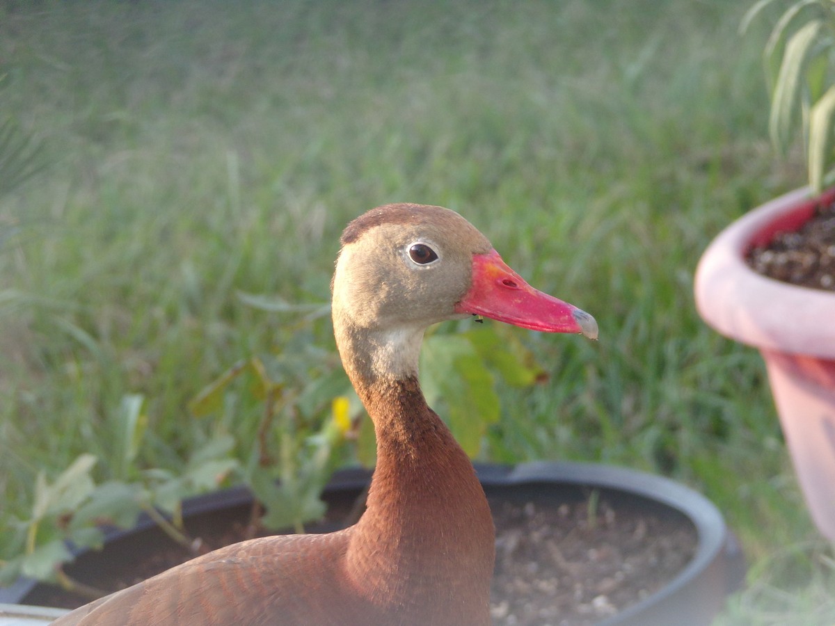 Black-bellied Whistling-Duck - ML620427706