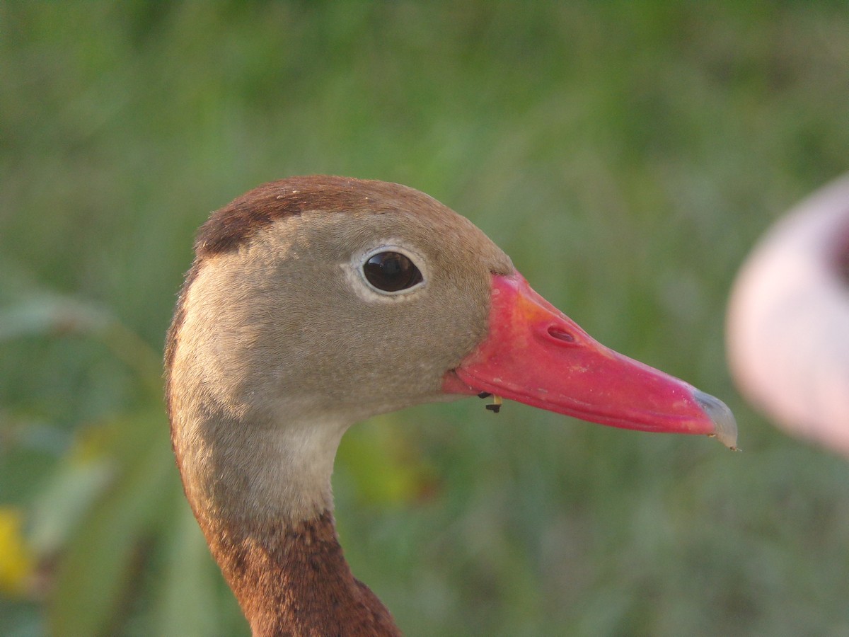 Black-bellied Whistling-Duck - ML620427707