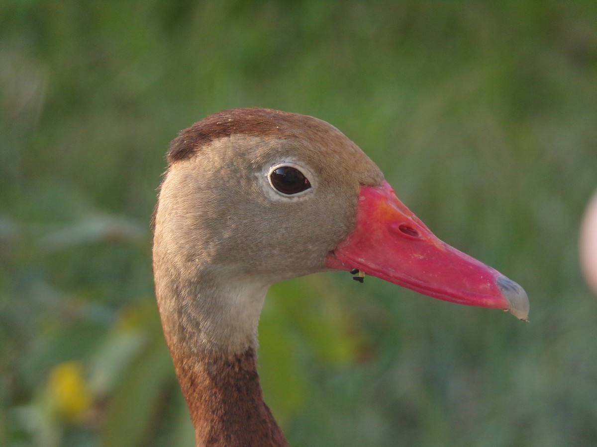 Black-bellied Whistling-Duck - ML620427708