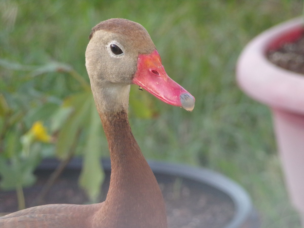 Black-bellied Whistling-Duck - ML620427709