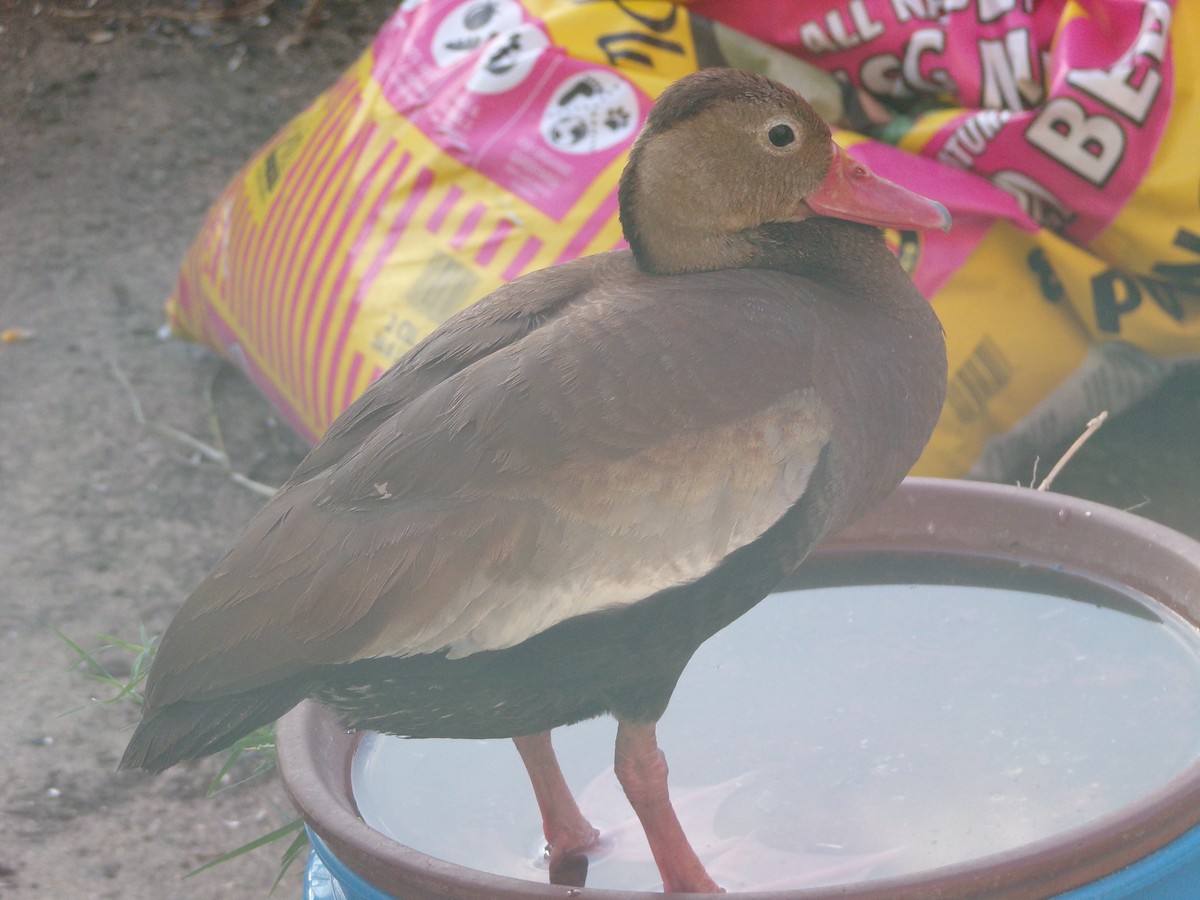 Black-bellied Whistling-Duck - ML620427711