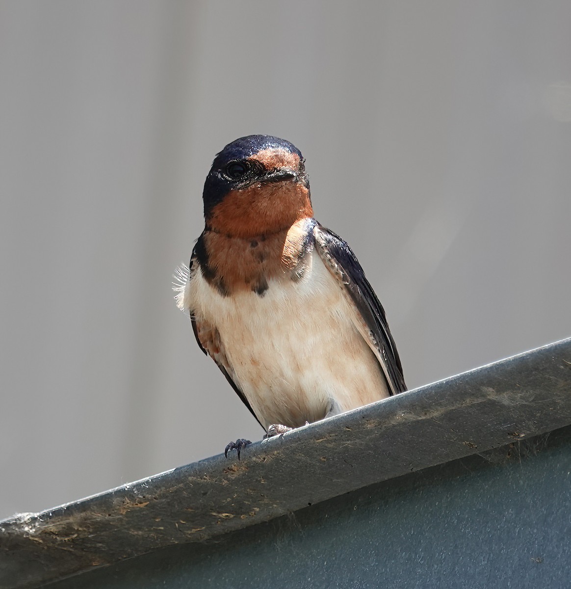 Barn Swallow - ML620427713