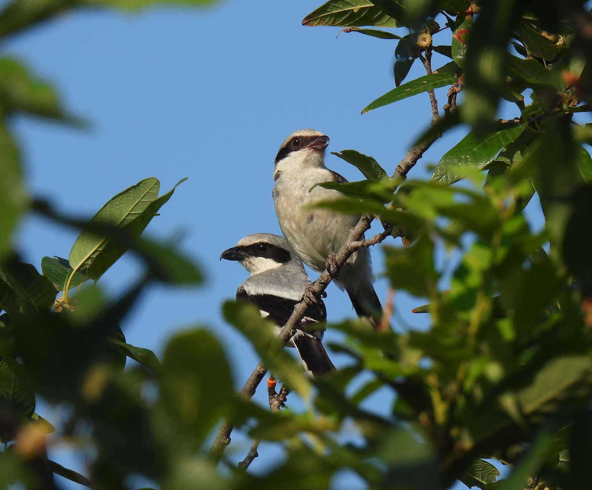 Loggerhead Shrike - ML620427715