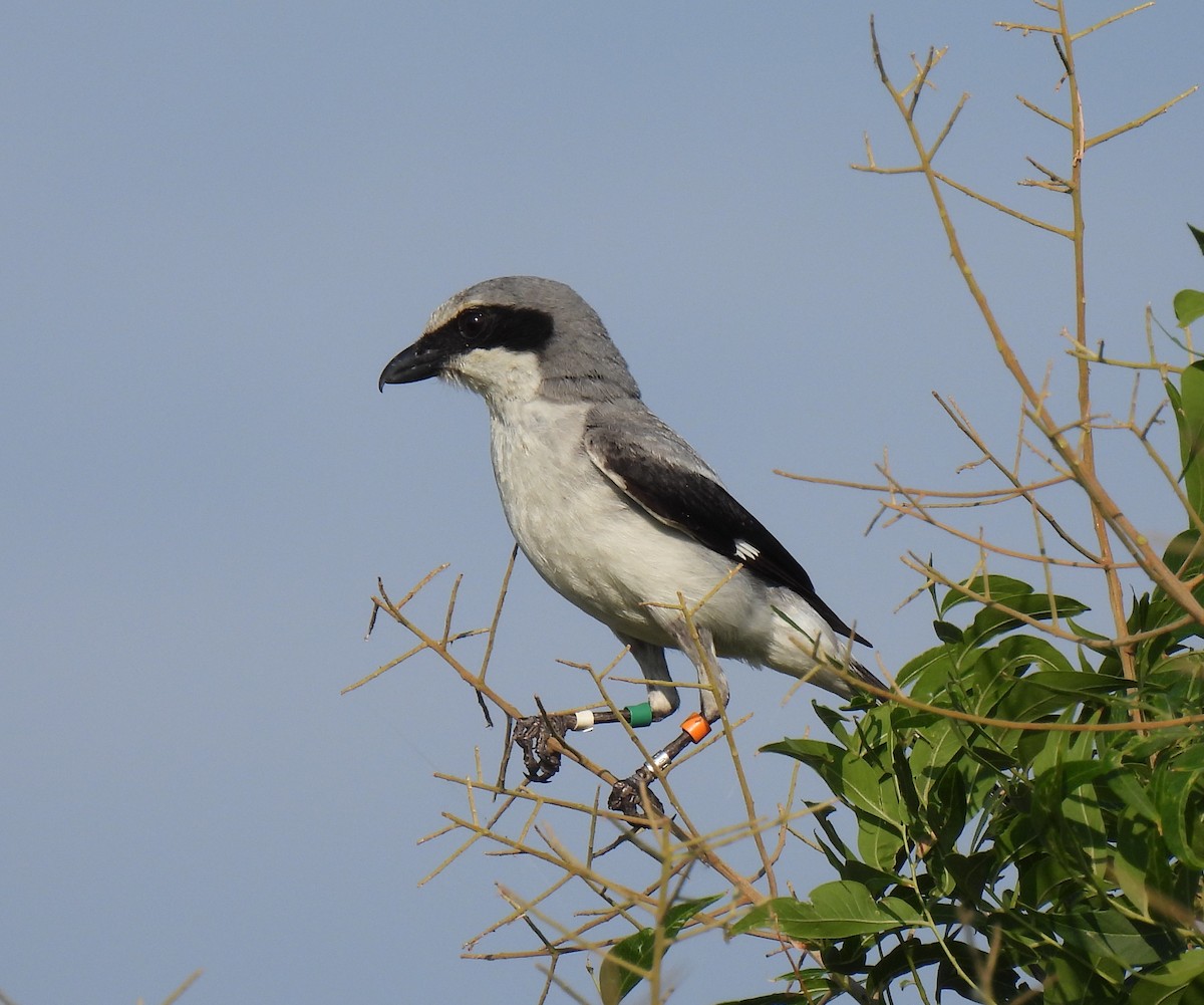 Loggerhead Shrike - ML620427716