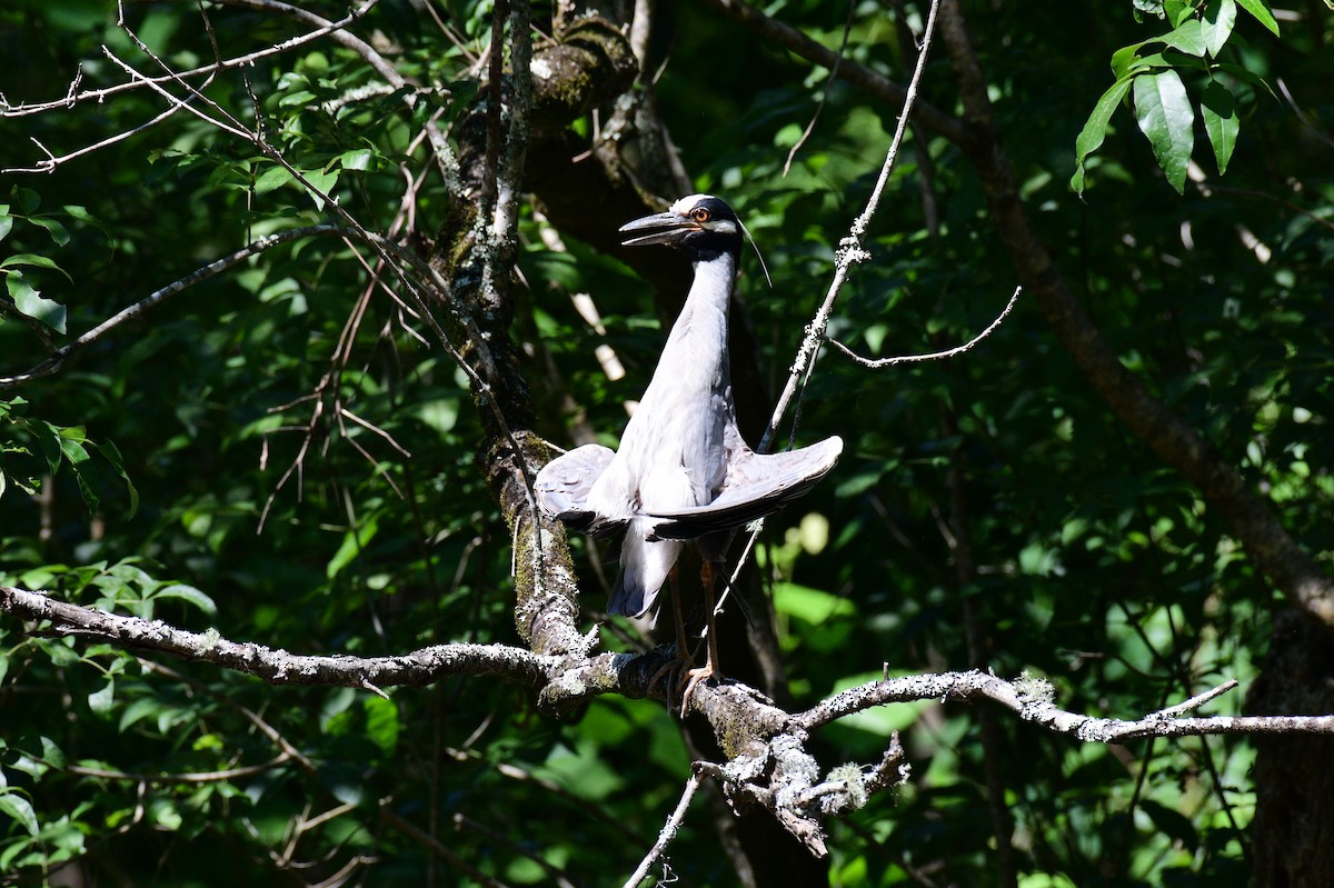 Yellow-crowned Night Heron - ML620427717