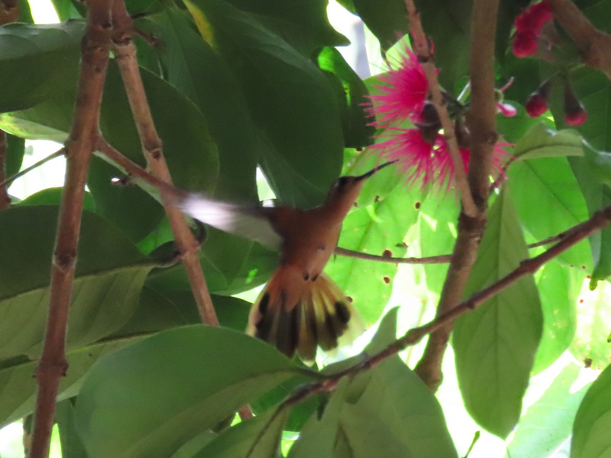kolibřík pestroocasý - ML620427718