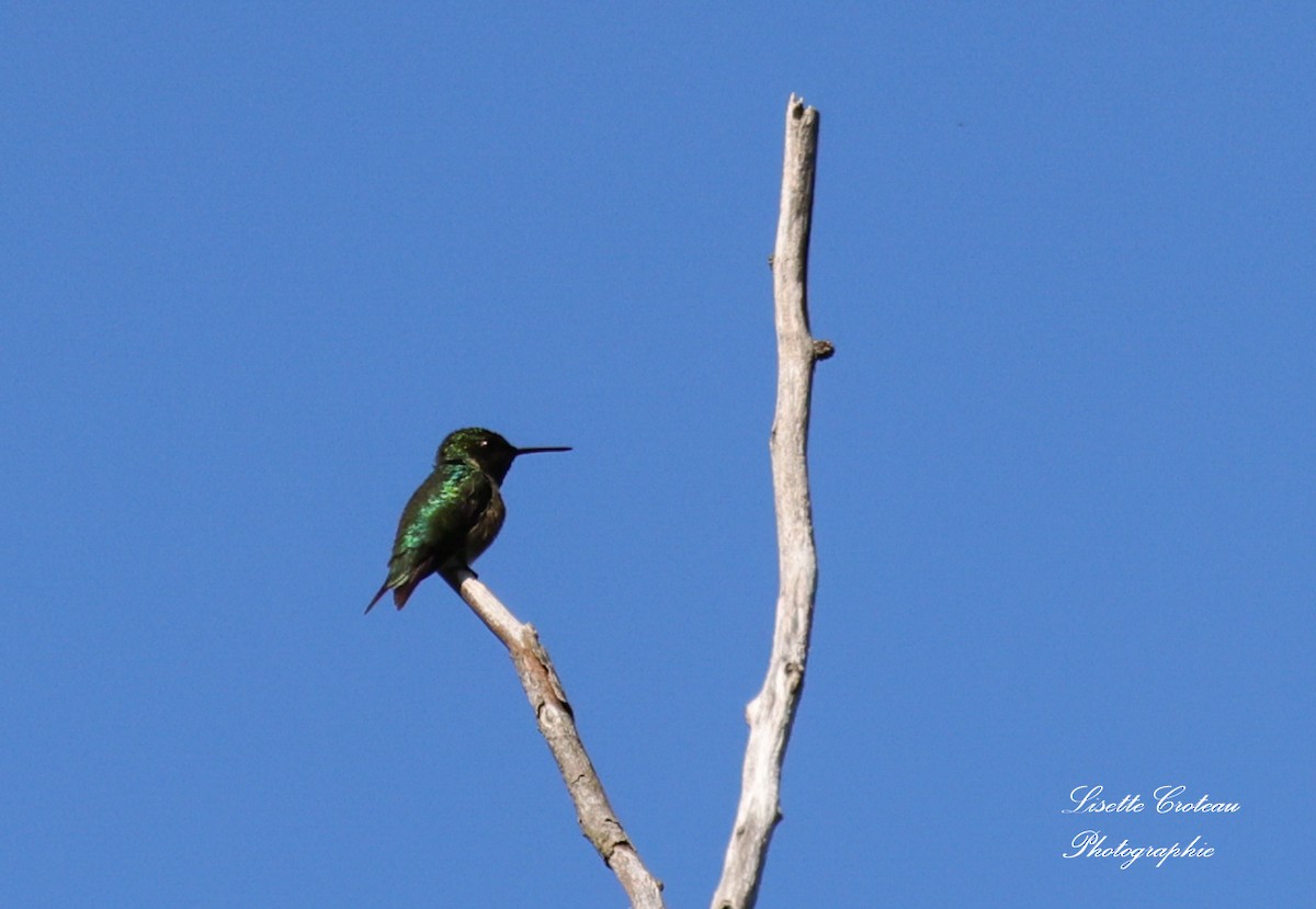 Colibrí Gorjirrubí - ML620427719