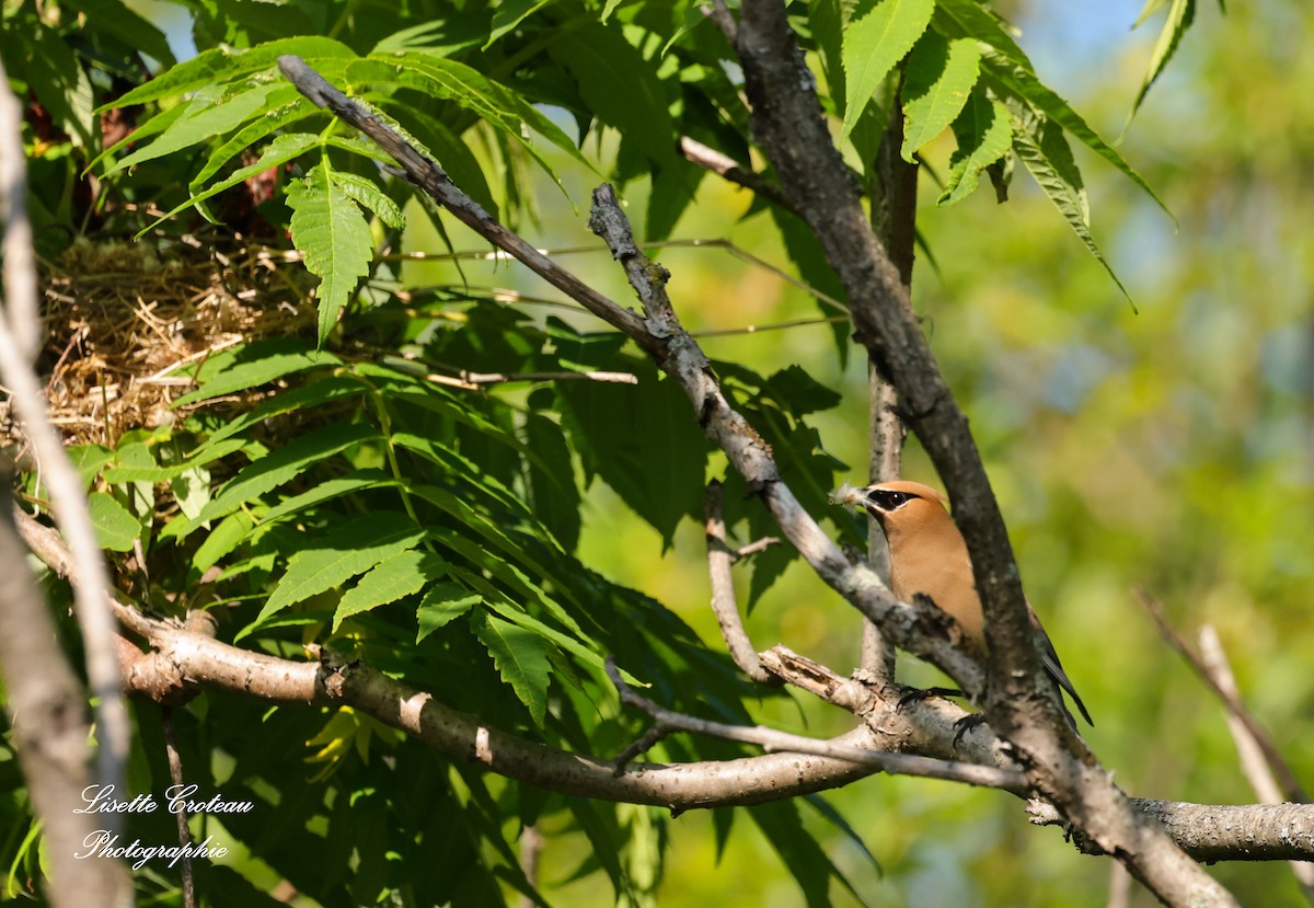 Cedar Waxwing - ML620427722