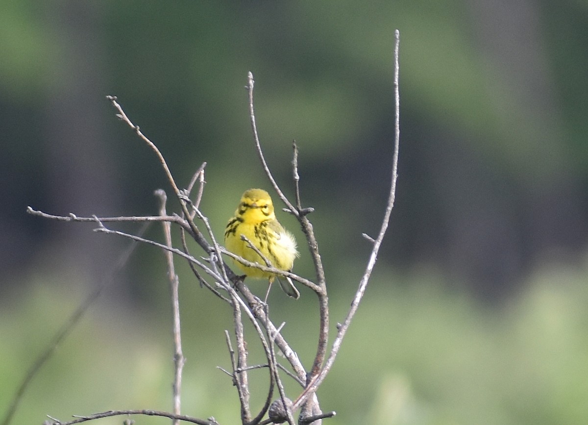 Prairie Warbler - ML620427723