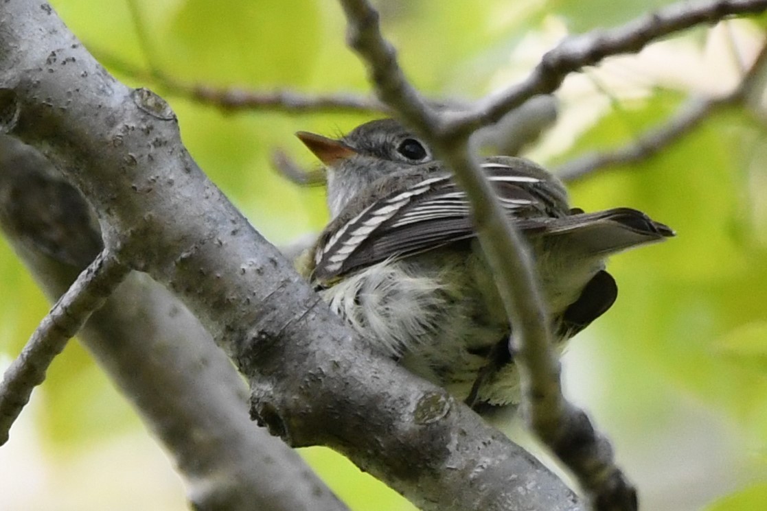 Least Flycatcher - ML620427725