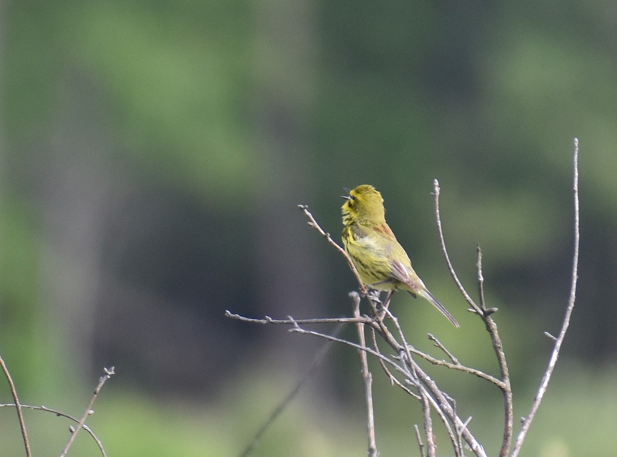 Prairie Warbler - ML620427726