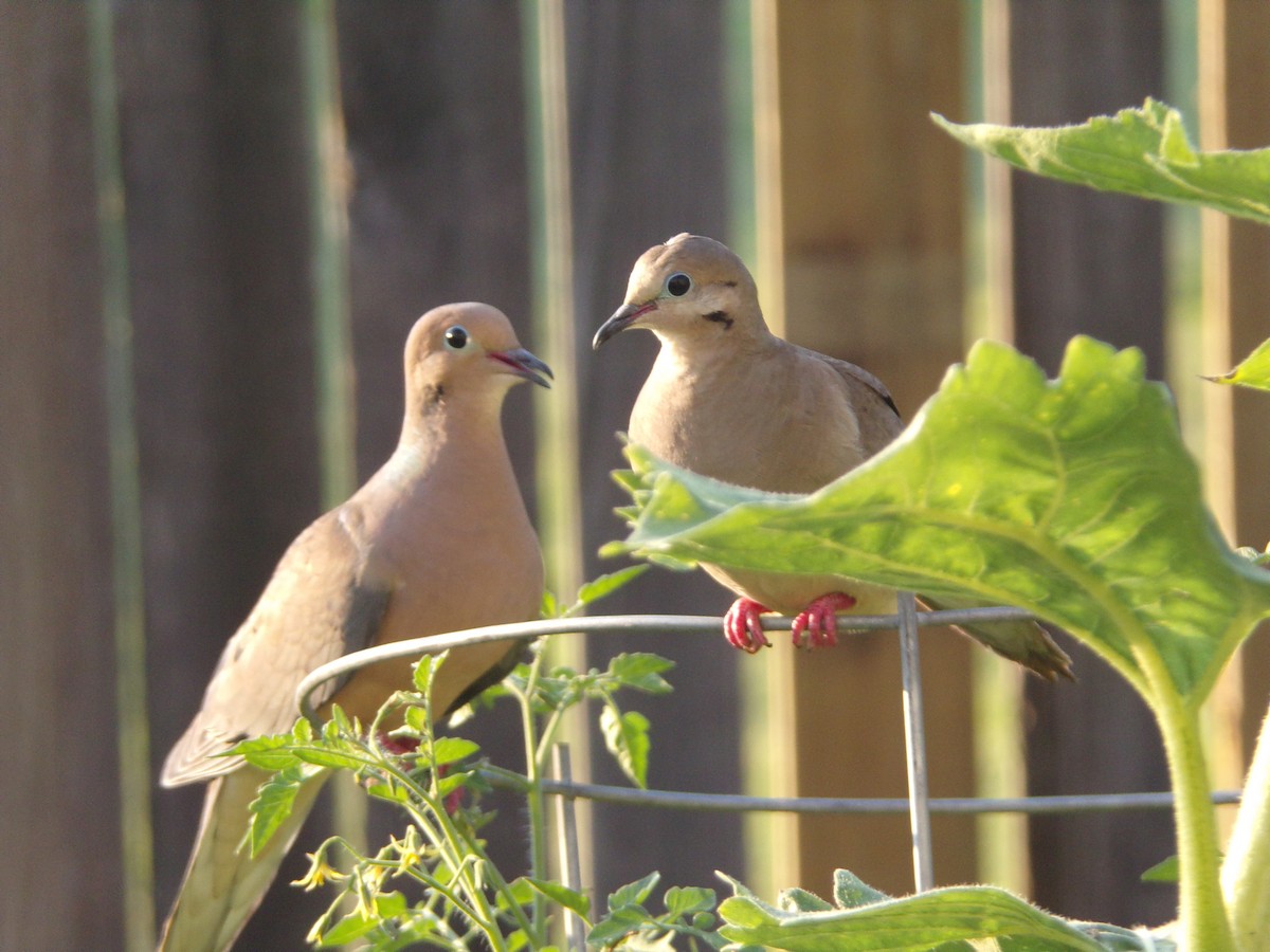 Mourning Dove - ML620427729