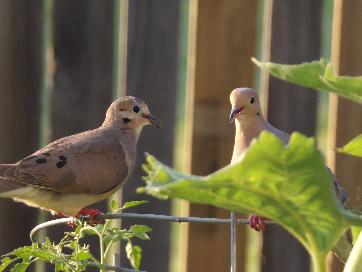 Mourning Dove - ML620427730