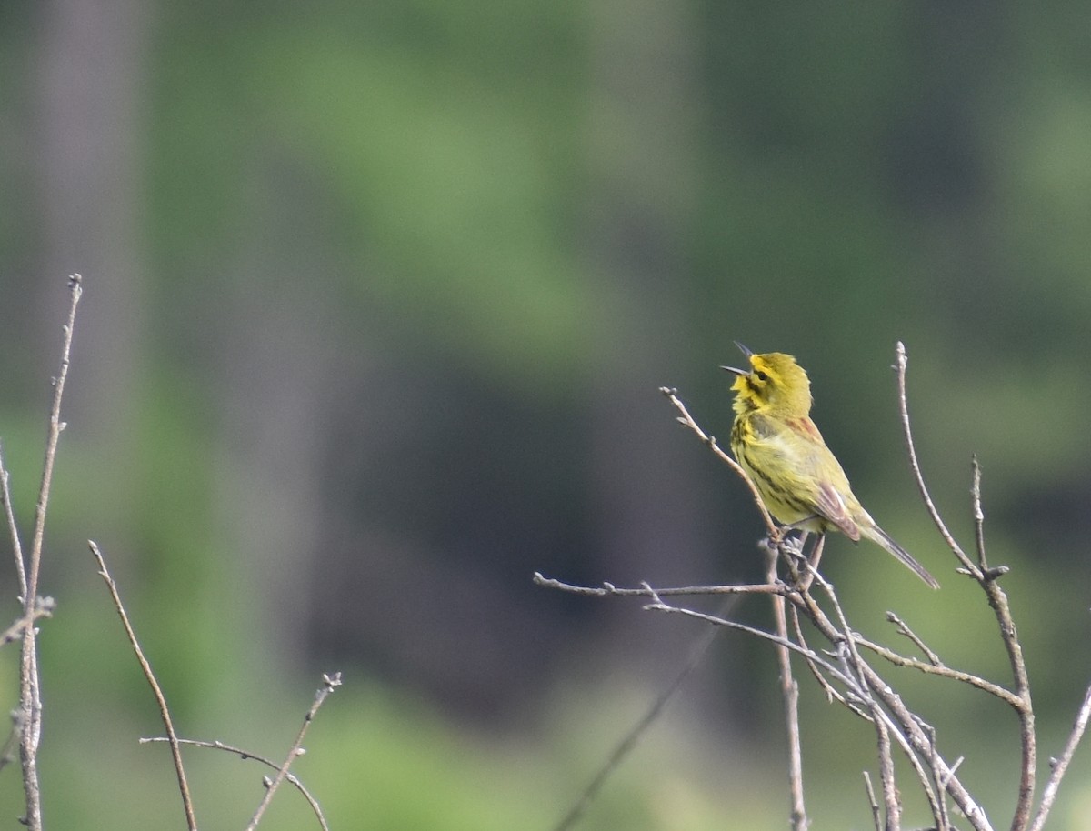 Prairie Warbler - ML620427732