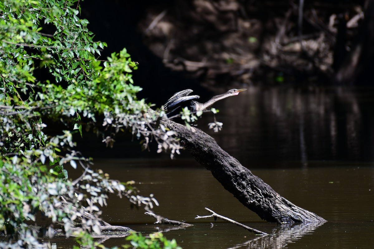 Amerika-Schlangenhalsvogel - ML620427736