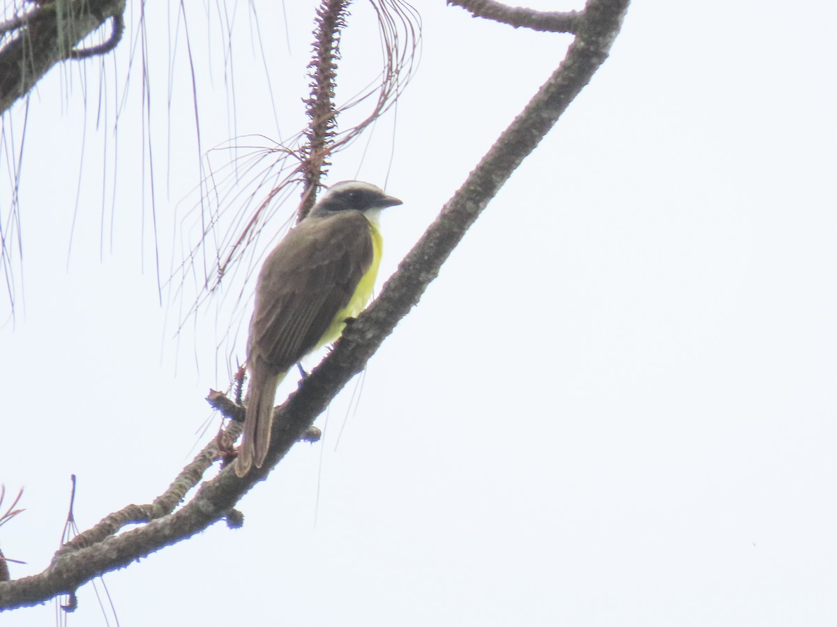 Social Flycatcher - ML620427740