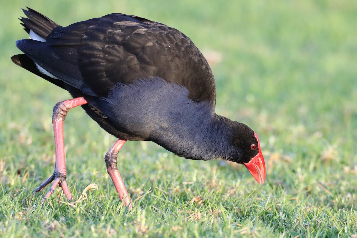 Australasian Swamphen - ML620427741