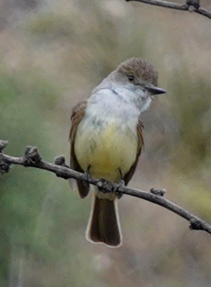 Dusky-capped Flycatcher - ML620427743