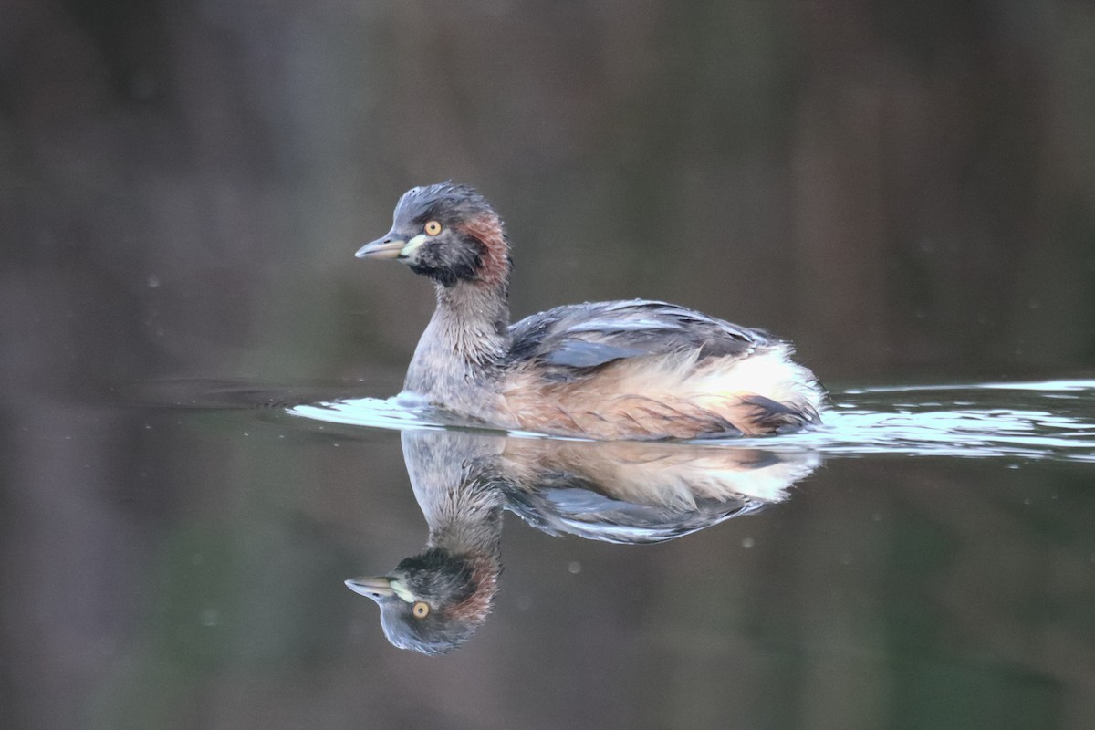 Australasian Grebe - ML620427745