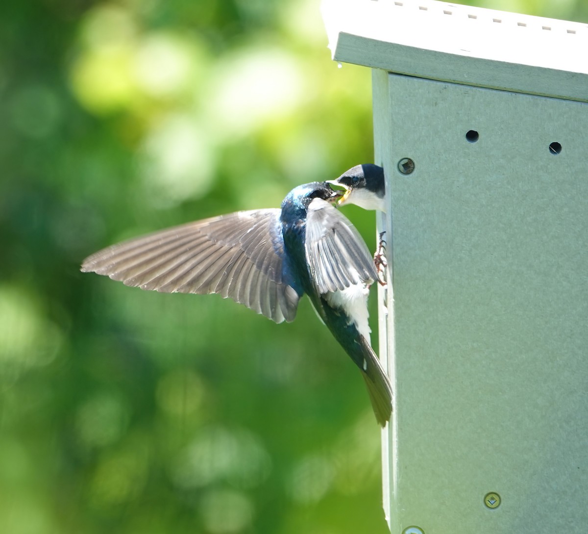 Golondrina Bicolor - ML620427751