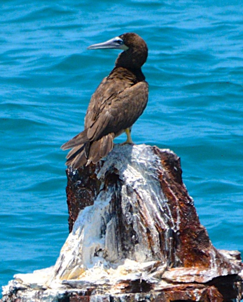 Brown Booby - ML620427753