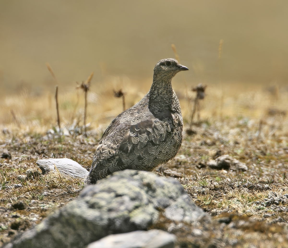 rustrypesnipe - ML620427763