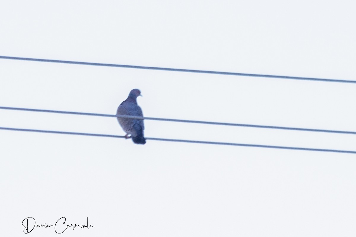 Picazuro Pigeon - ML620427771