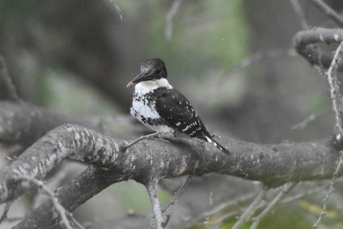 Green Kingfisher - ML620427772