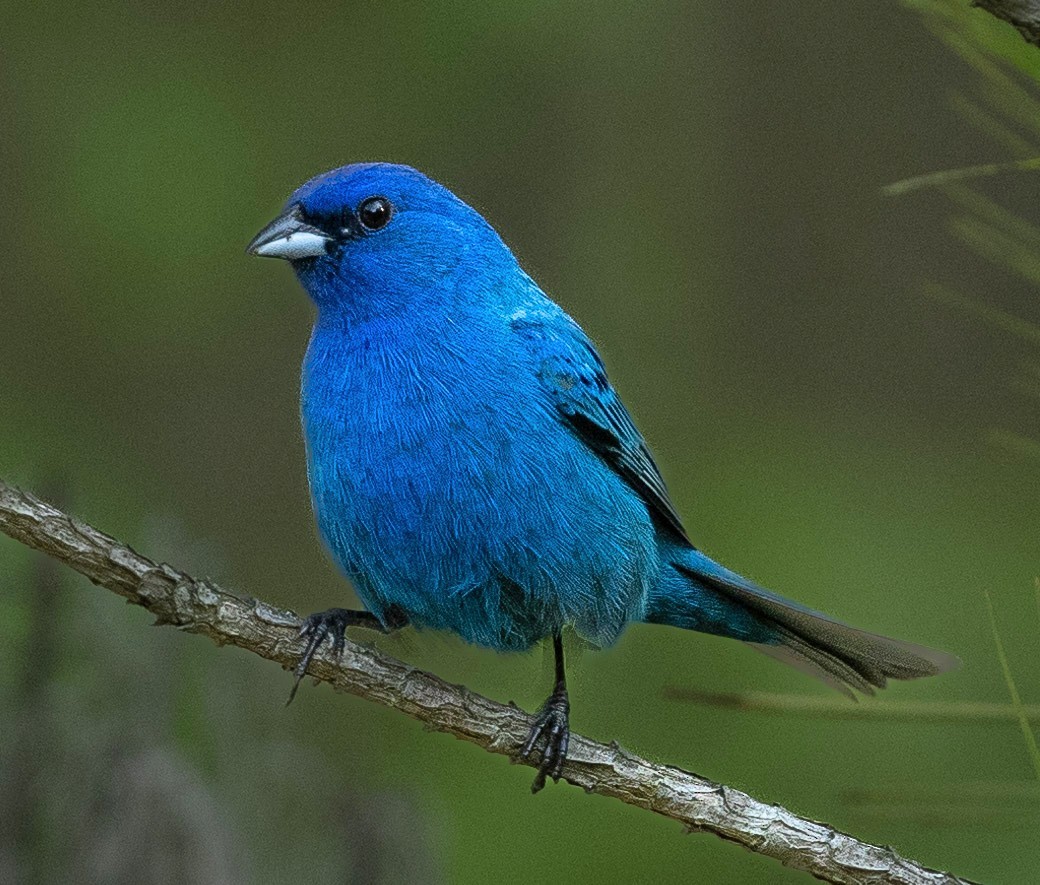 Indigo Bunting - ML620427775