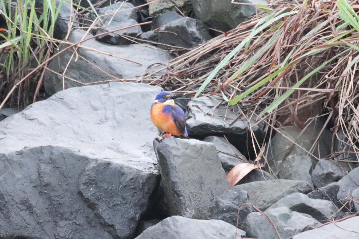 Azure Kingfisher - ML620427778