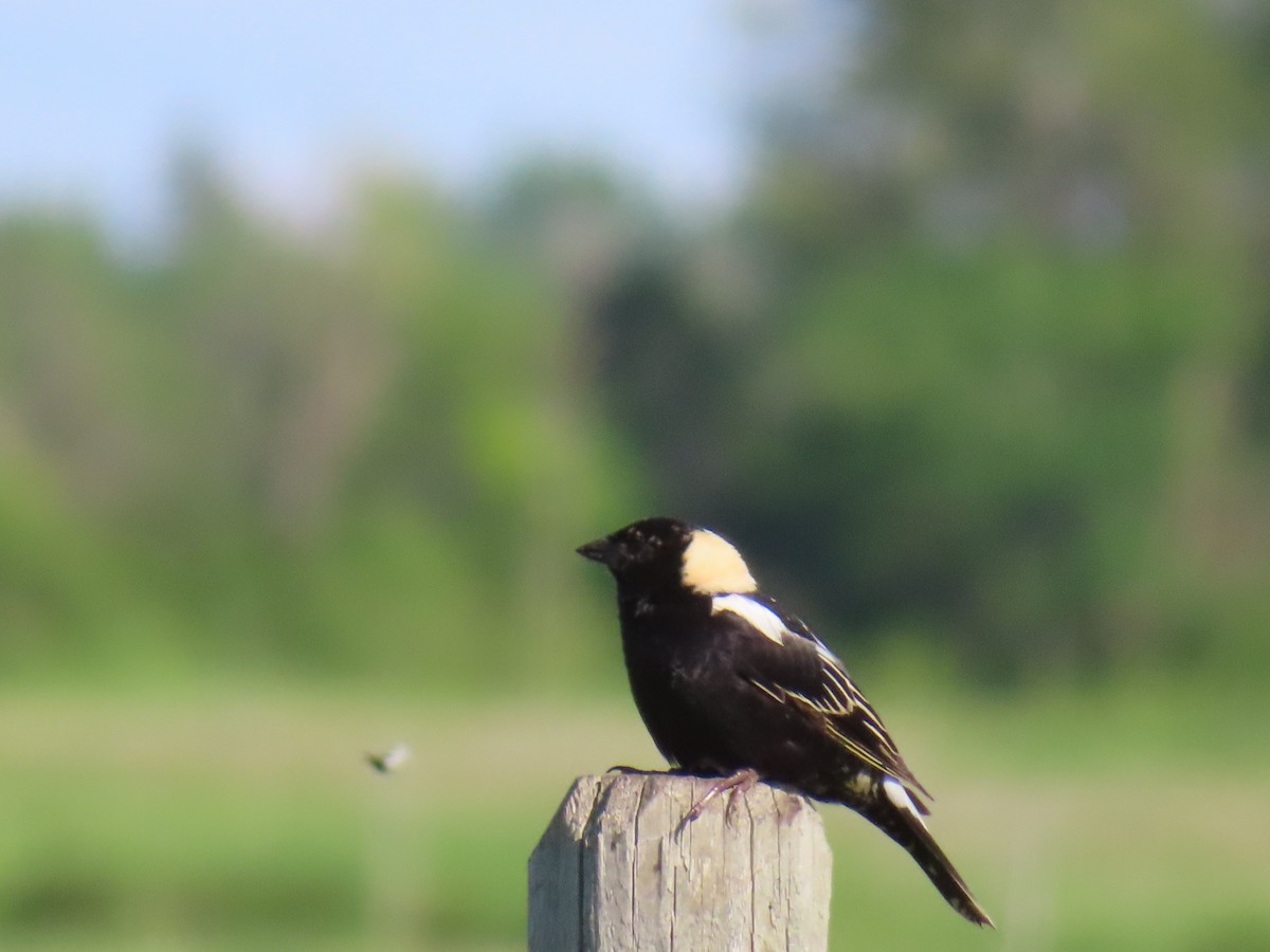 Bobolink - ML620427783