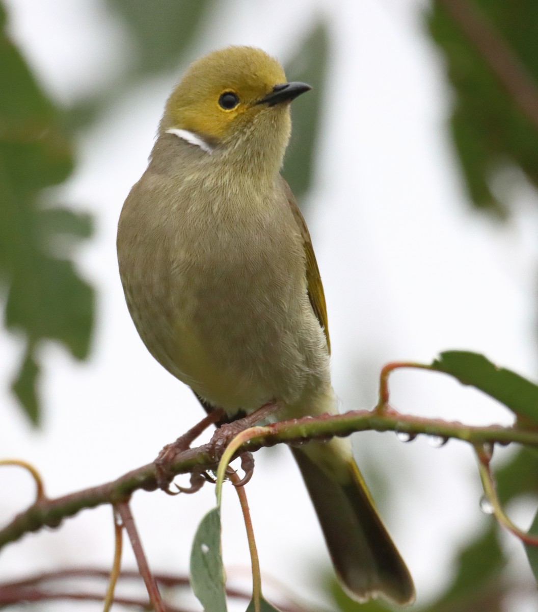 White-plumed Honeyeater - ML620427787