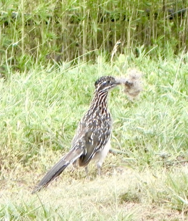 Greater Roadrunner - ML620427788