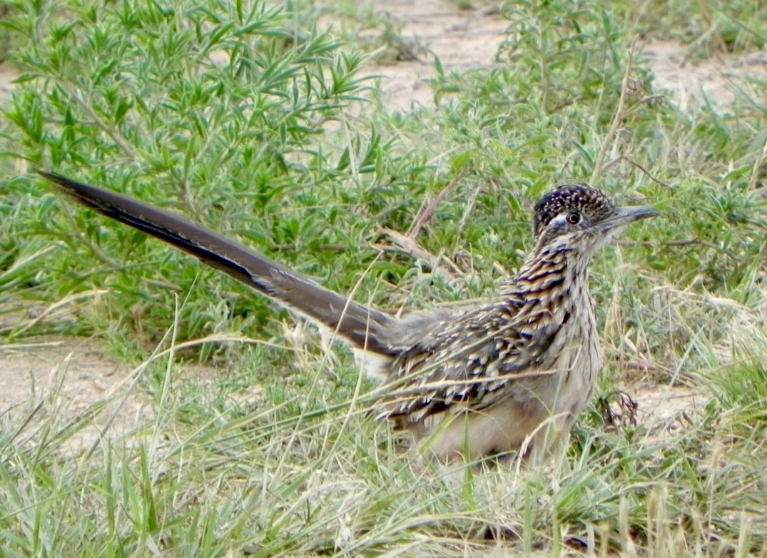 Greater Roadrunner - ML620427789