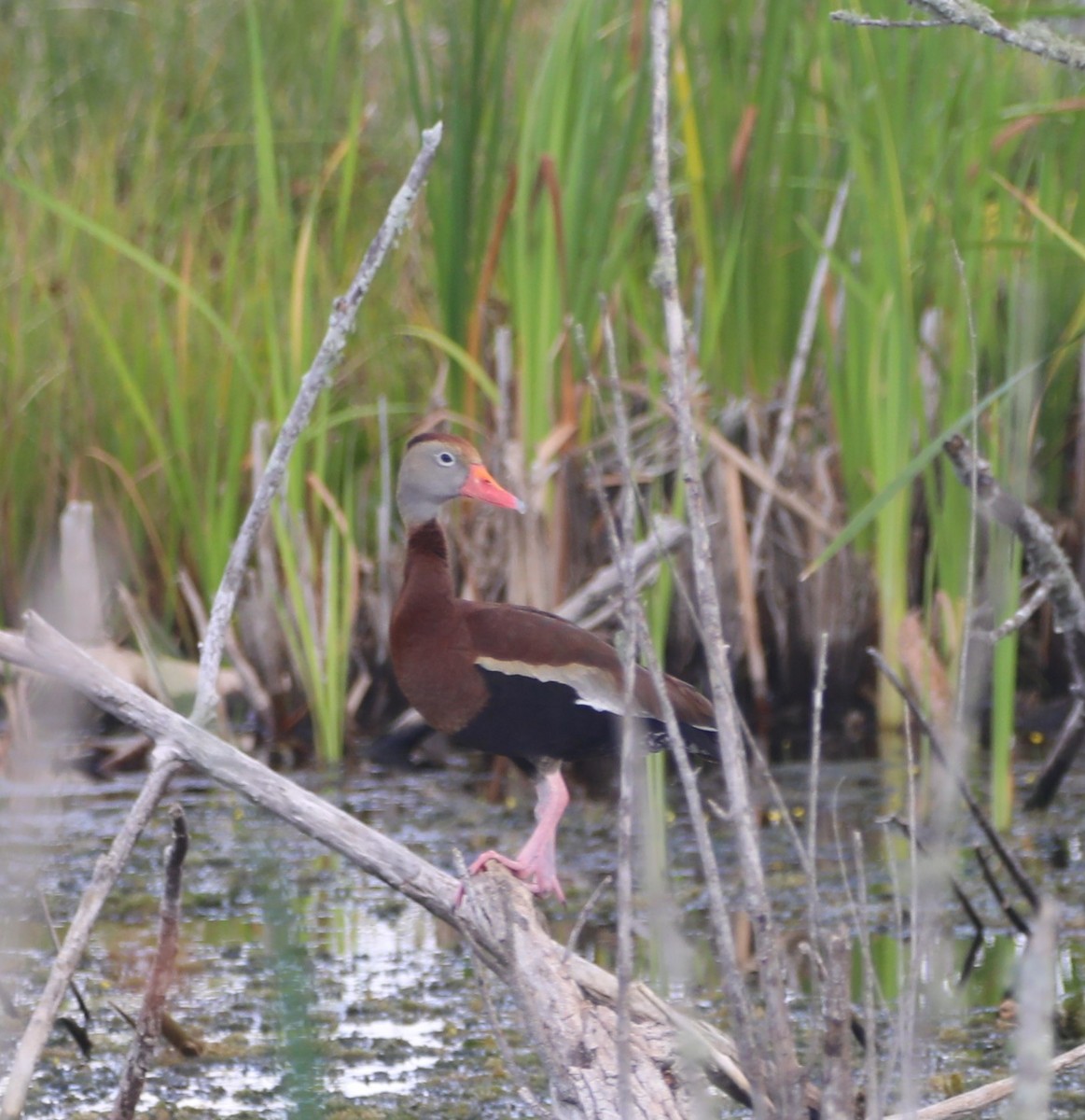 Black-bellied Whistling-Duck - ML620427790