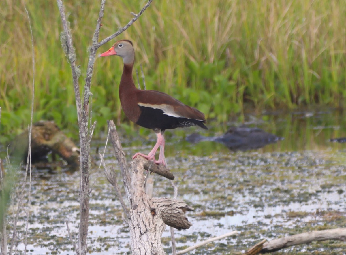 Black-bellied Whistling-Duck - ML620427791