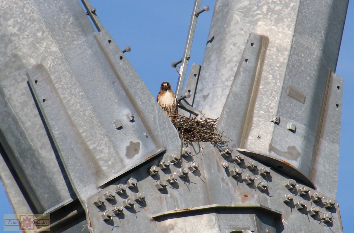 Red-tailed Hawk - ML620427793