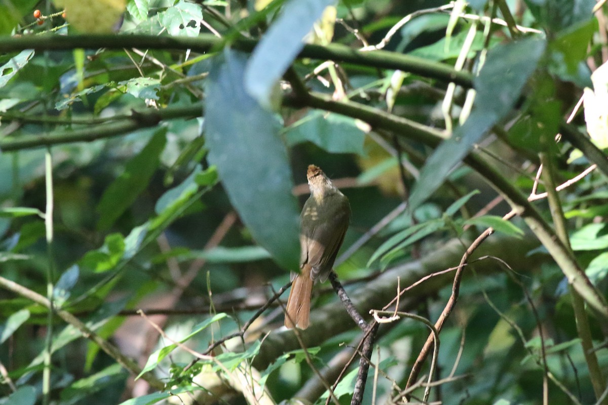 Gray-cheeked Bulbul - ML620427796