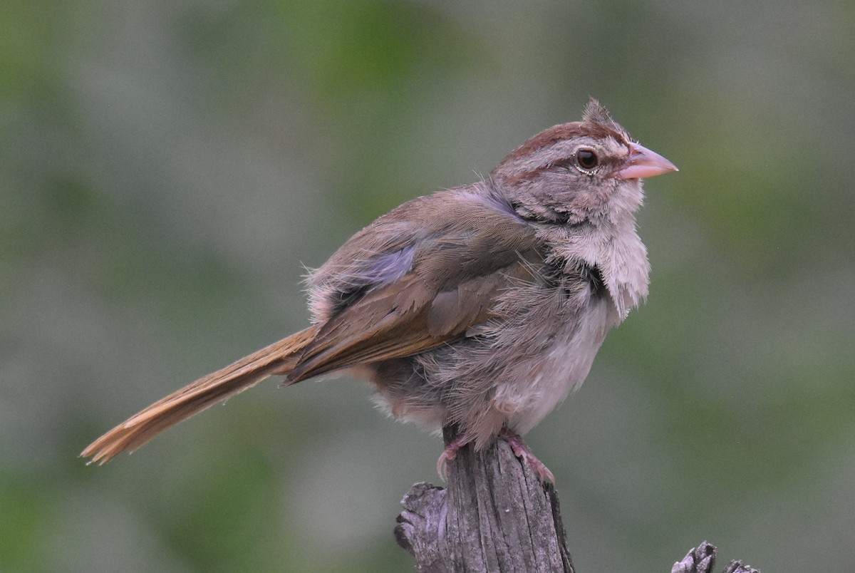 Olive Sparrow - ML620427800