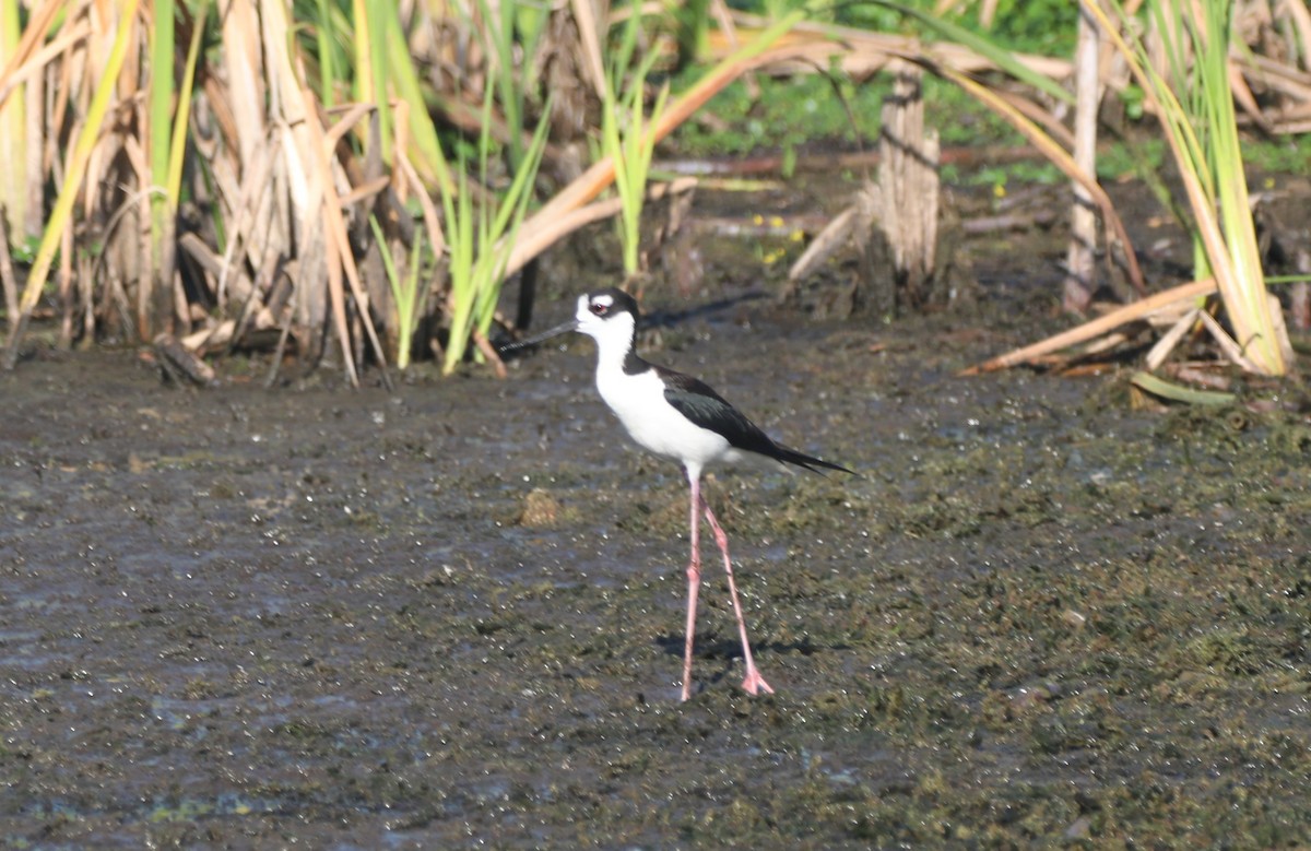 Black-necked Stilt - ML620427802