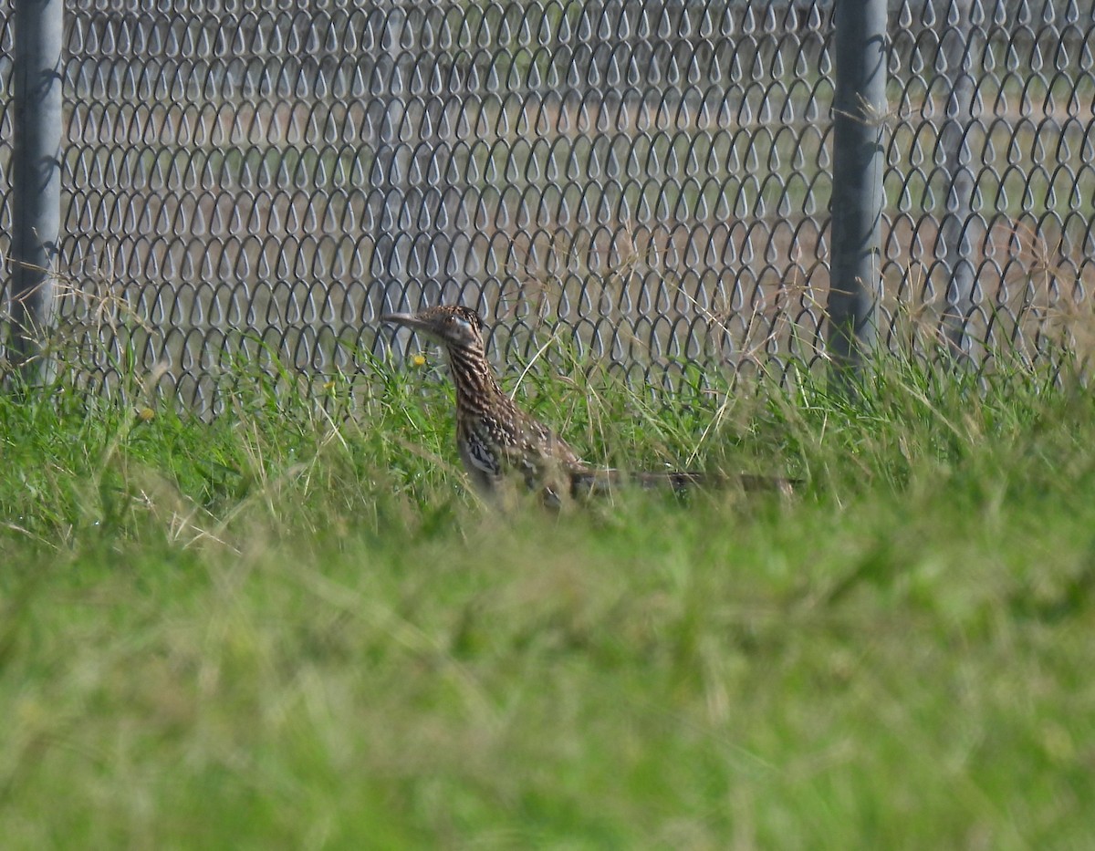 Greater Roadrunner - ML620427803