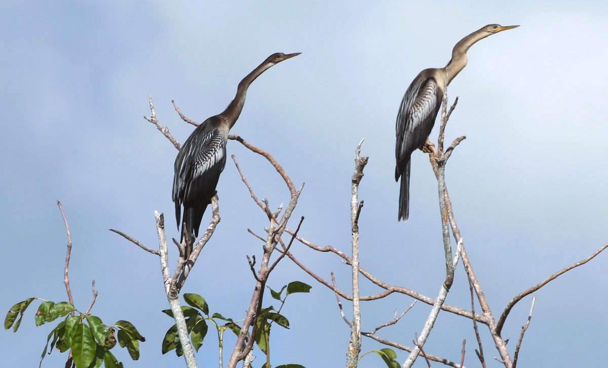 Amerika-Schlangenhalsvogel - ML620427804