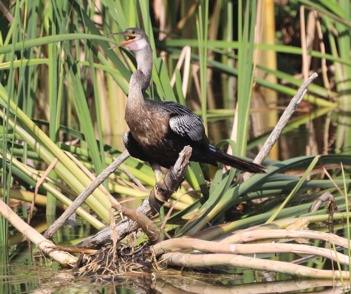 Amerika-Schlangenhalsvogel - ML620427805