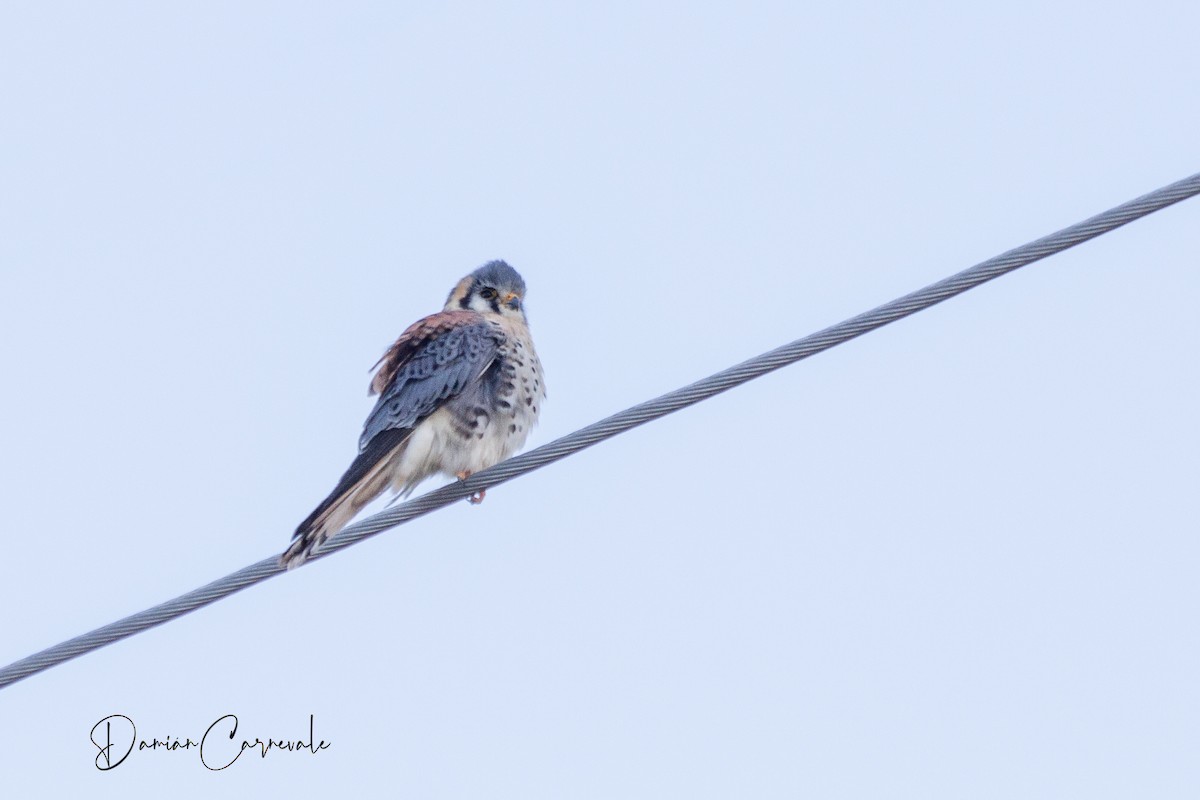 American Kestrel - ML620427815