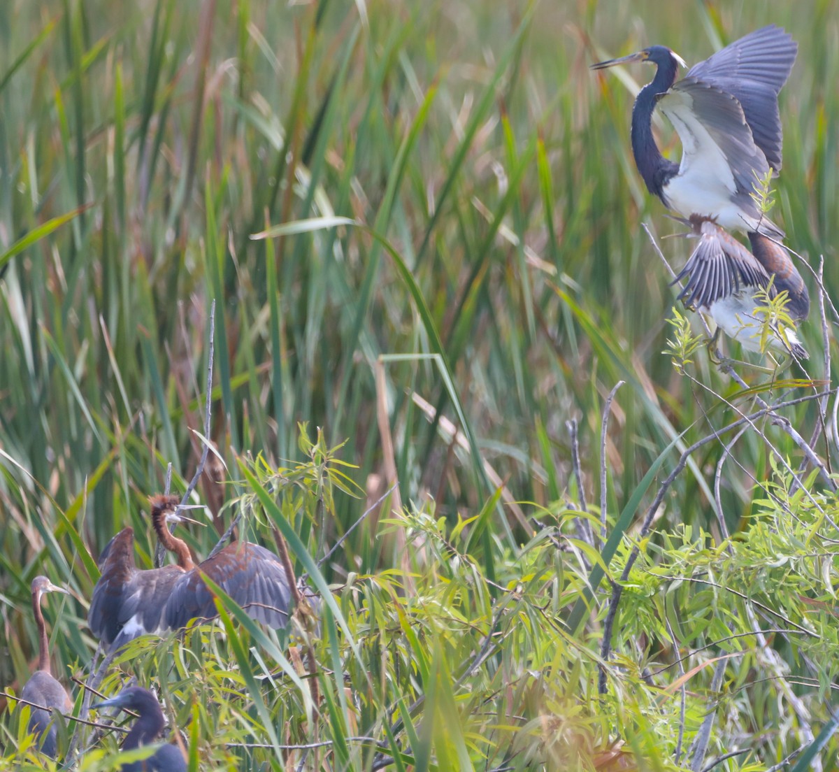 Tricolored Heron - ML620427819