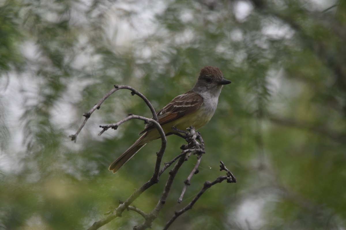 Brown-crested Flycatcher - ML620427821